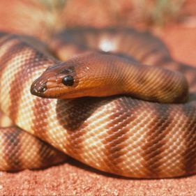 Woma python. Photo: Stanley Breeden