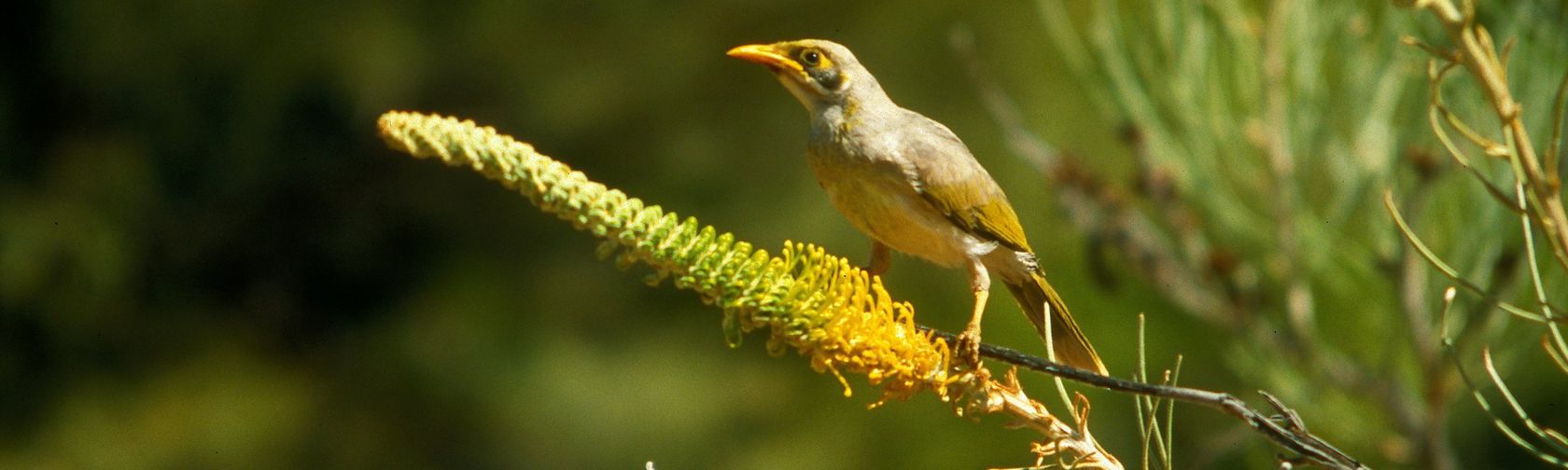 Honey grevillea with yellow-throated miner