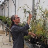 Kathryn Scobey is part of the team at the Australian National Botanic Gardens working to ensure the survival of Santalum acuminatum at Uluru-Kata Tjuta.