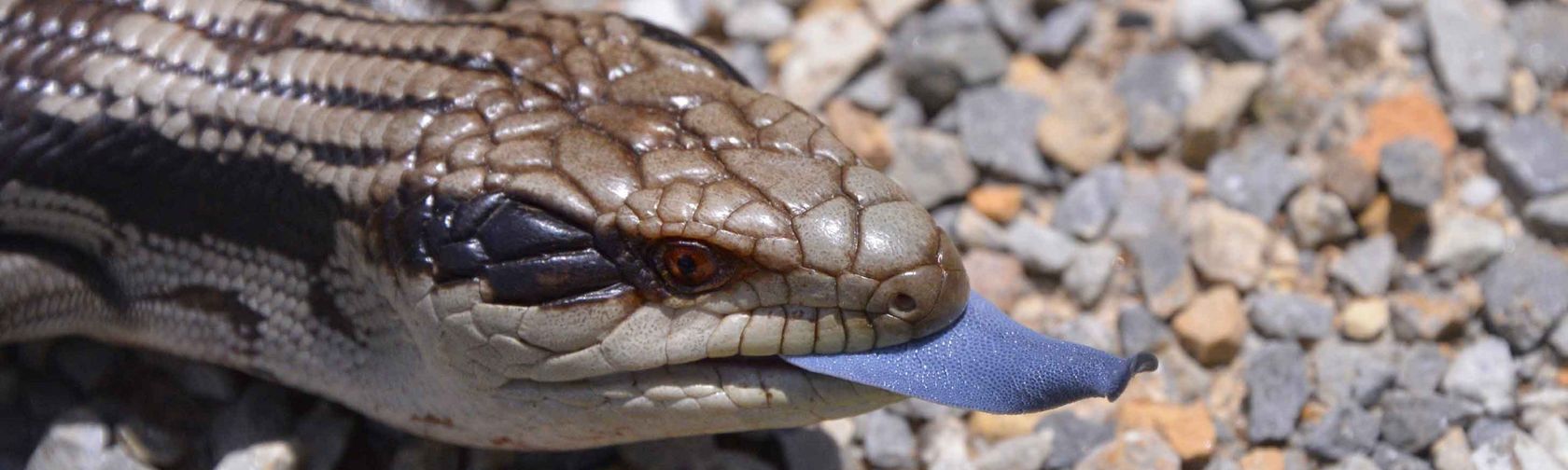 A lungkata (blue-tongue lizard)