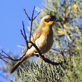 Grey-headed honeyeater. Photo: Brian Furby