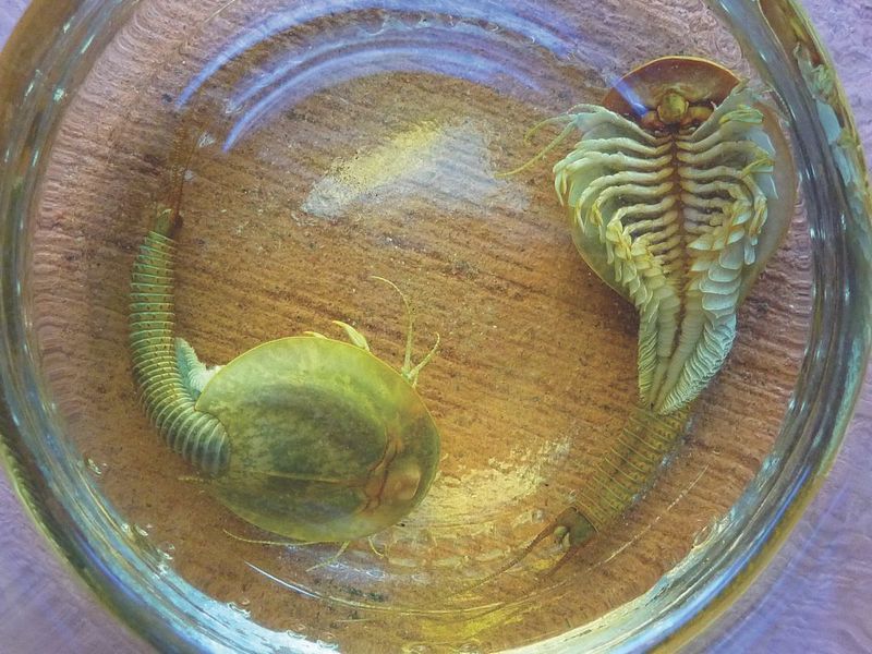 Two shield shrimp in a glass container.