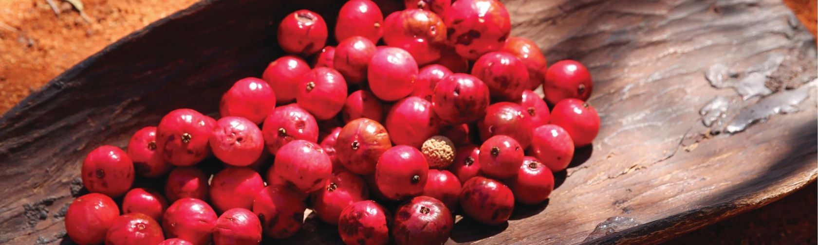 Quandongs in a traditional piti dish