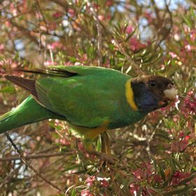 Australian ringneck parrot