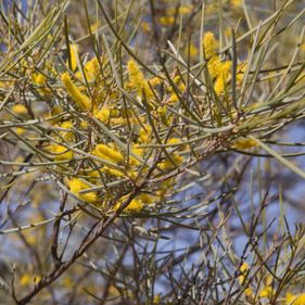 Mulga tree in flower