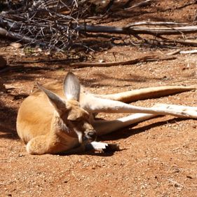 Red kangaroo. Photo: Rebecca Dominguez / CC BY-NC 2.0