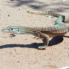 Sand goanna. Photo: Dan Hanisch