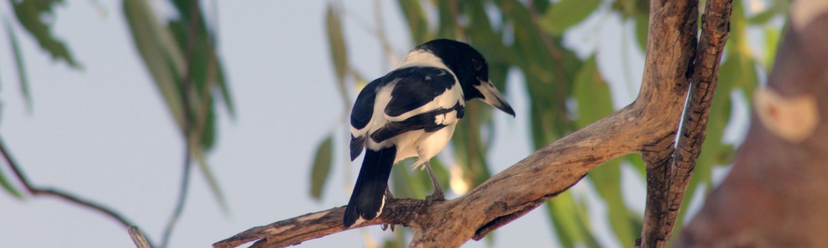 Pied butcherbird. Photo: Brian Furby