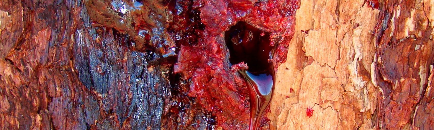 Desert bloodwood 'bleeding'. Photo: Bjørn Christian Tørrissen / CC BY-SA 3.0