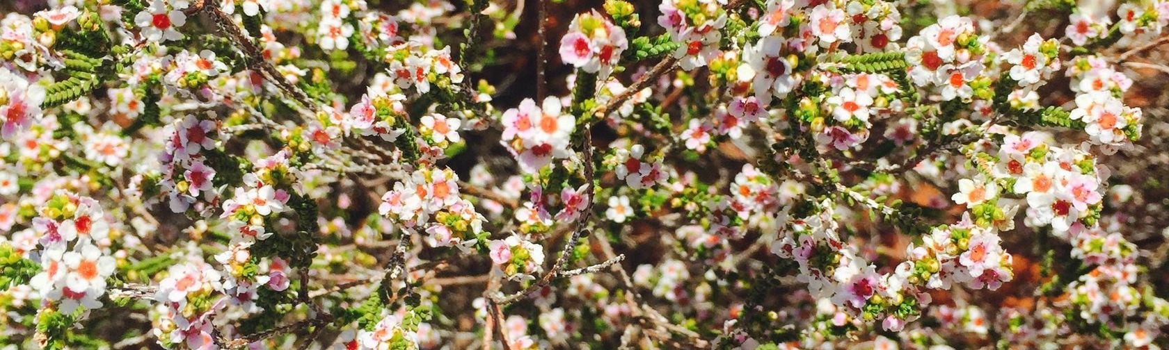 Desert heath myrtle.