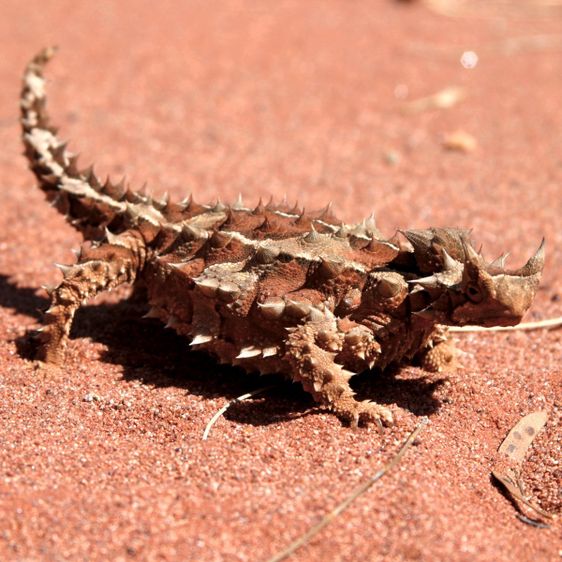 Kata Tjuṯa | Uluṟu-Kata Tjuṯa National Park | Parks Australia