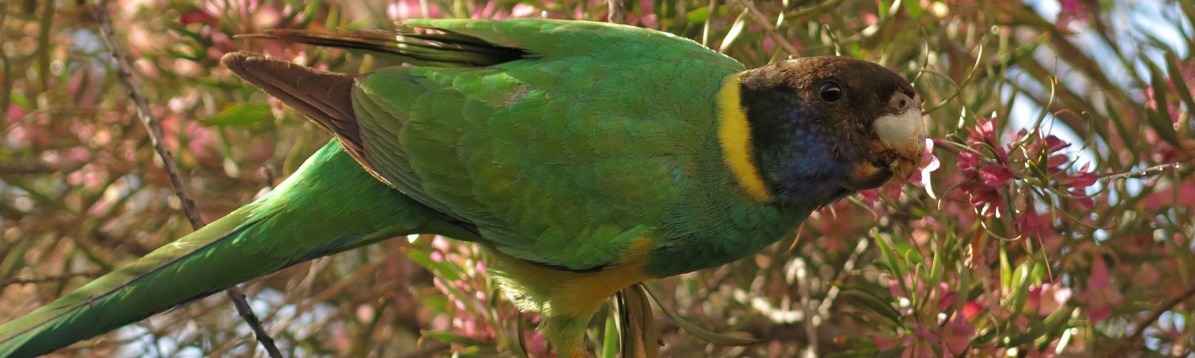 Australian ringneck parrot