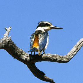 Red-backed kingfisher. Photo: Brian Furby