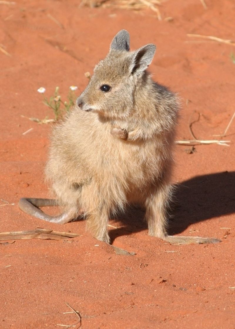 Mala conservation.