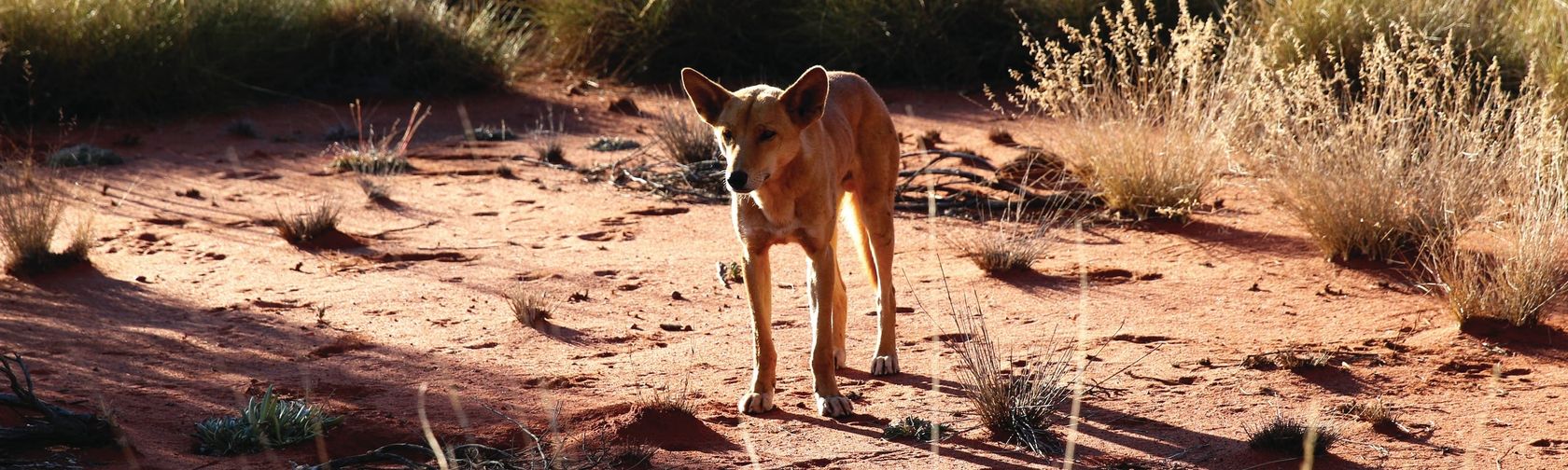 Dingo. Photo: Tourism Australia