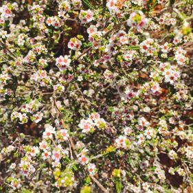 Desert heath myrtle