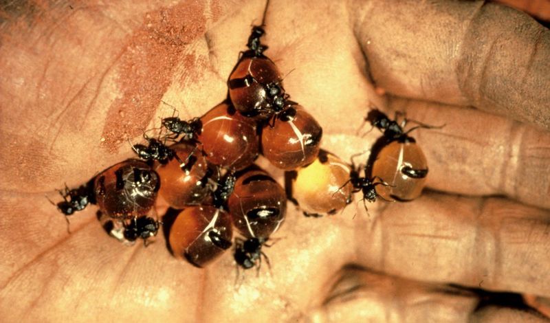 Close-up of honey ants in someone's hand.