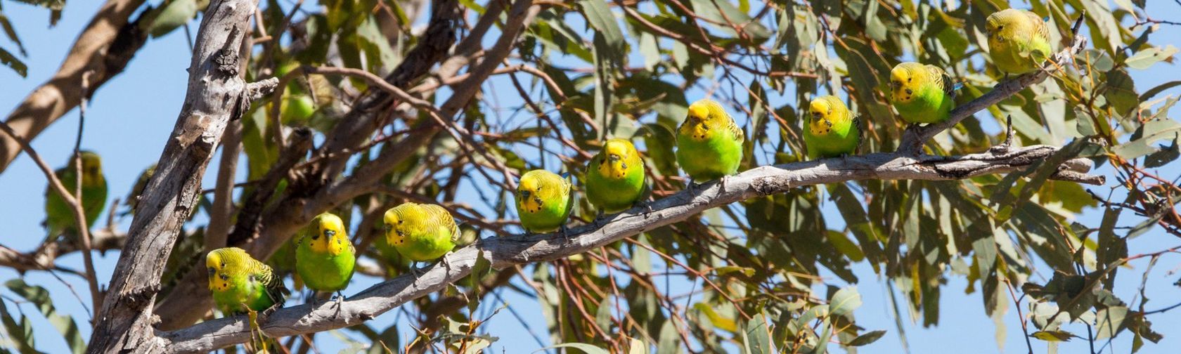 Budgerigars. Photo: David Cook (Flickr) / CC BY-NC 2.0