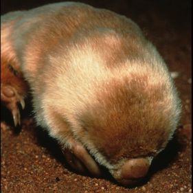 Southern marsupial mole. Photo: Stanley Breeden