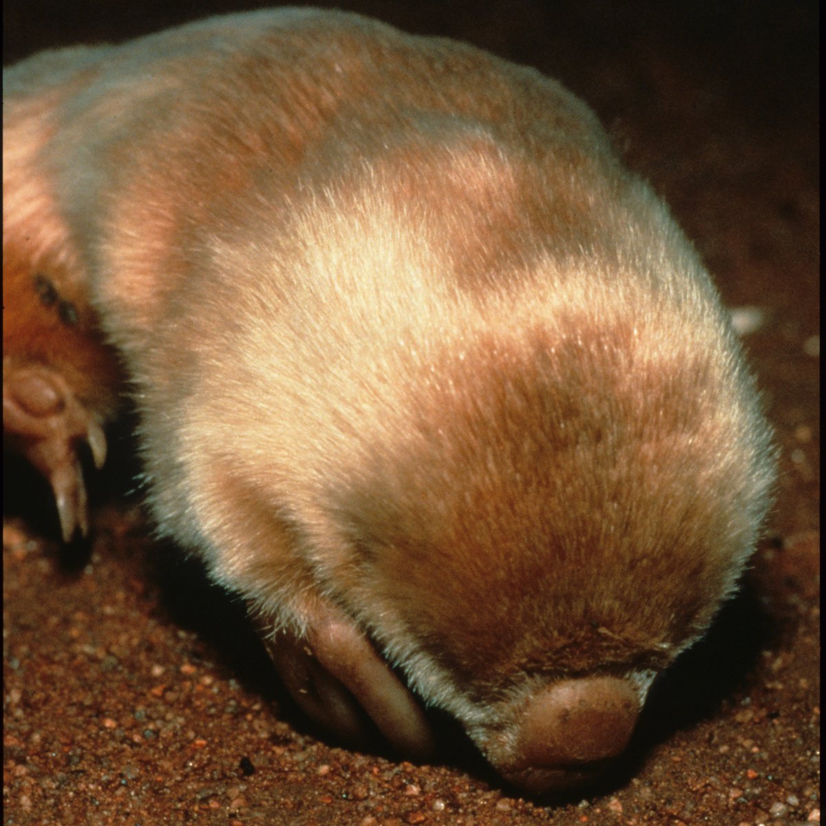 Southern marsupial mole | Uluṟu-Kata Tjuṯa National Park | Parks Australia