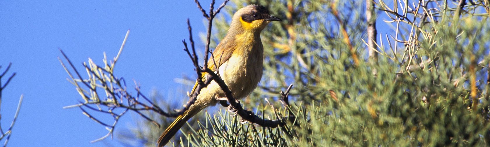 Grey-headed honeyeater. Photo: Brian Furby