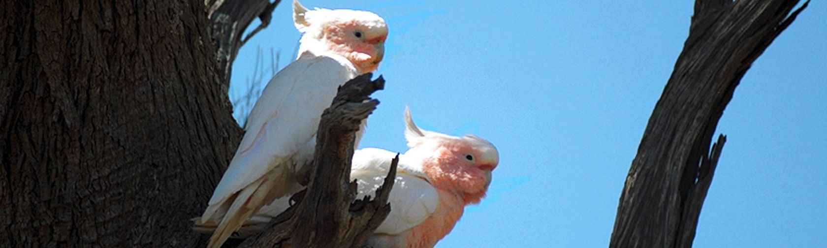 Pair of Major Mitchell's cockatoos. Photo: Brian Furby