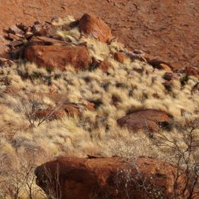 Spinifex in Uluru. Photo: Ellen Forsyth / CC BY-SA 2.0