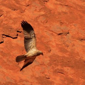 Brown falcon flying against a red rock face. Photo: Corinne Le Gall