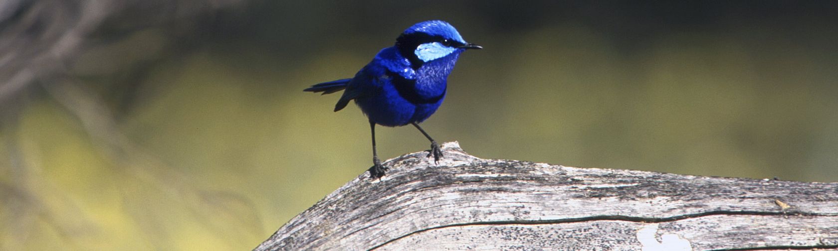 A Splendid fairy wren perched on a branch