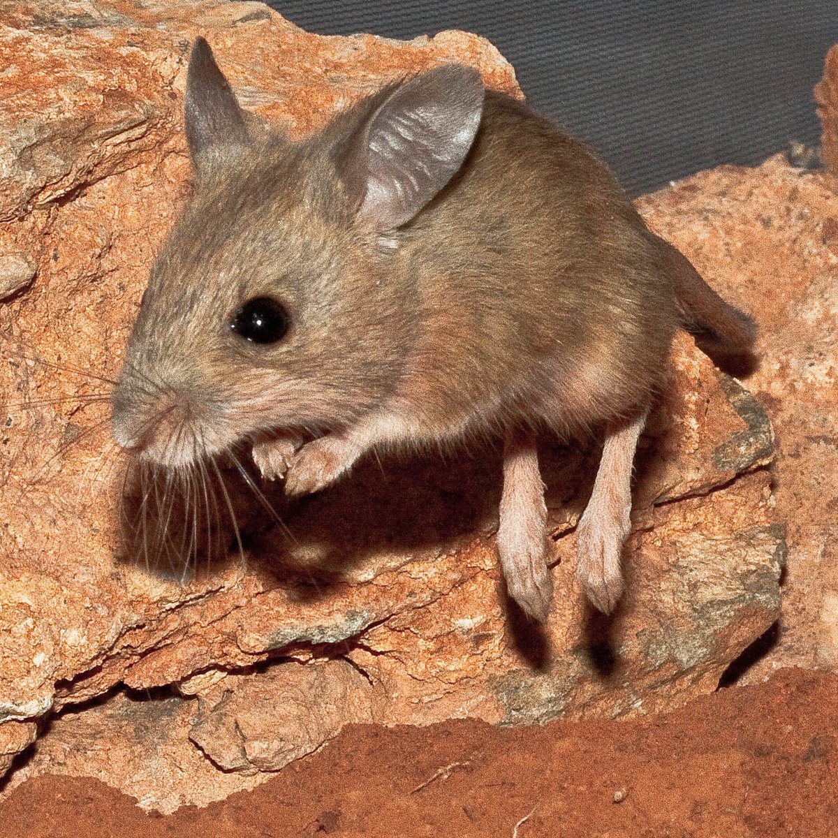 Spinifex hopping mouse | Uluṟu-Kata Tjuṯa National Park