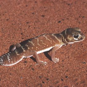 Knob-tailed gecko. Photo: Stanley Breeden