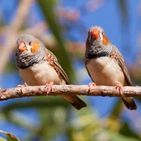 Zebra finches. Photo: Jim Bendon / CC BY-SA 2.0