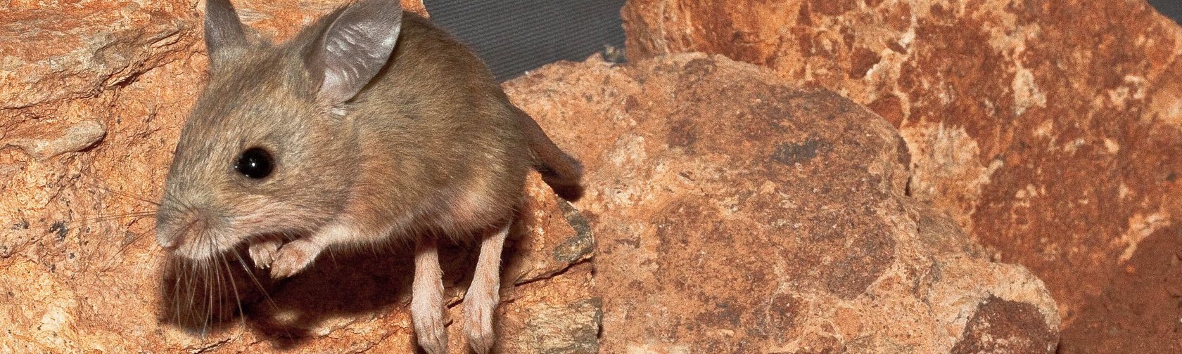 Spinifex hopping mouse on the move. Photo: Michael Sale (Flickr) / CC BY-NC 2.0