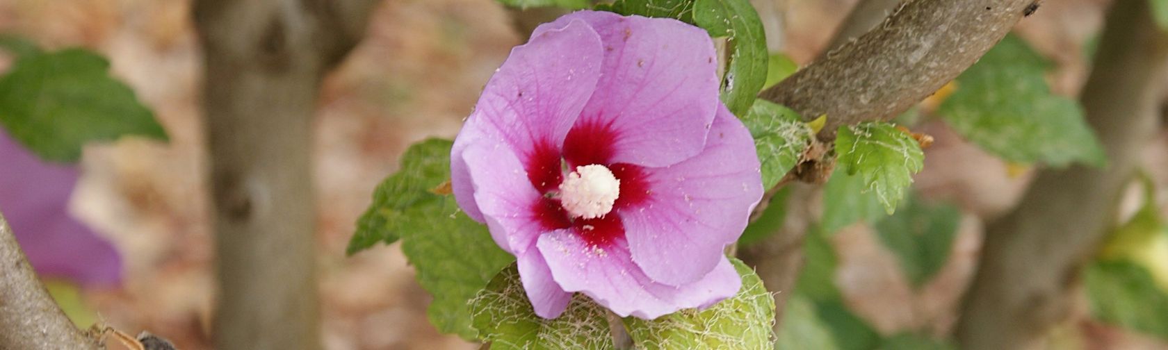 Sturt's desert rose. Photo: Michelle Bartsch (Flickr) / CC BY-NC-ND 2.0