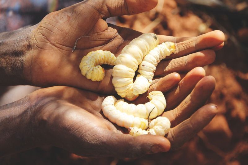 Witchetty grubs in someone's hands.