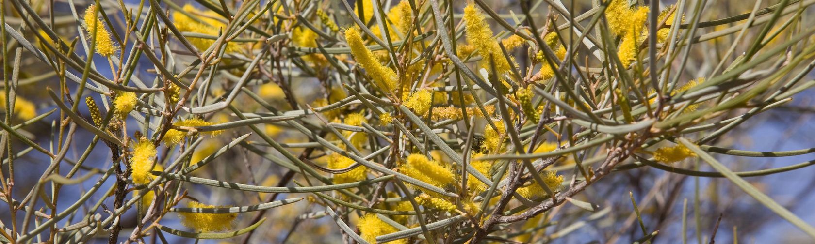 Mulga tree in flower