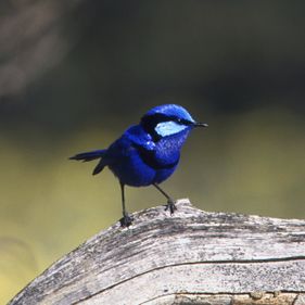 Male splendid fairy-wren with breeding plumage. Photo: Brian Furby