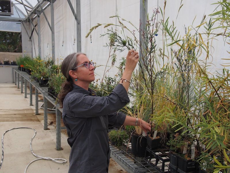 Kathryn Scobey is part of the team at the Australian National Botanic Gardens working to ensure the survival of _Santalum acuminatum_ at Uluru-Kata Tjuta.