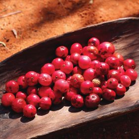 Quandongs| an important bush food. Photo: Tourism Australia