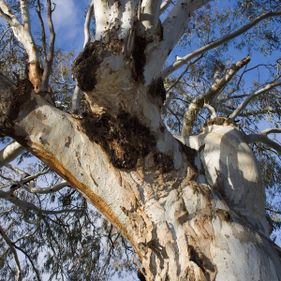 River red gum