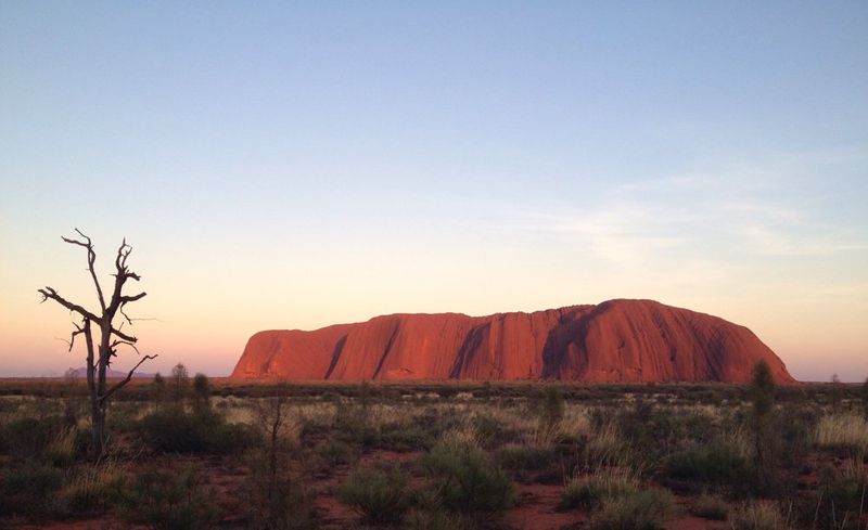 Uluru at sunrise with a beautiful dead tree at the left of the frame. Photo: Claudianna Blanco.