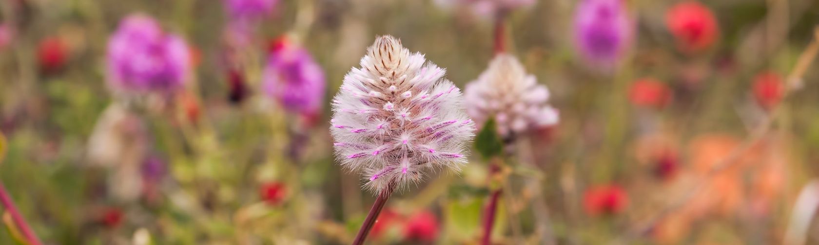 Spring flowers. Photo: Maree Clout