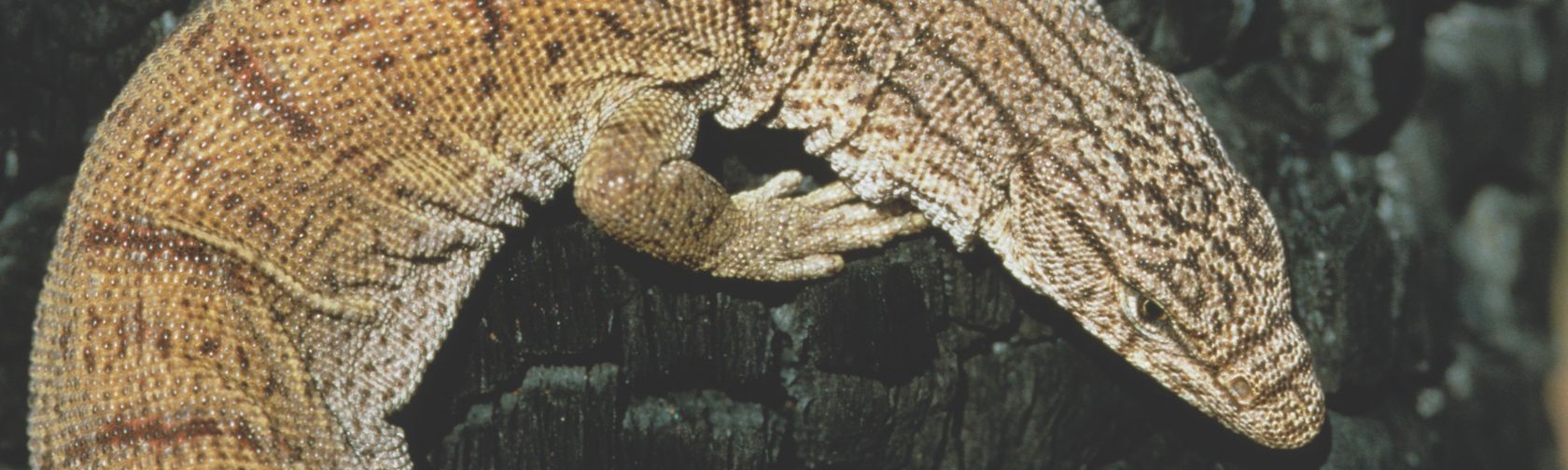 Pygmy mulga monitor. Photo: Stanley Breeden