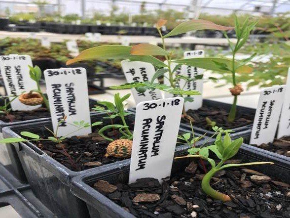 We will translocate 16 seedlings back to Uluru-Kata Tjuta National Park.