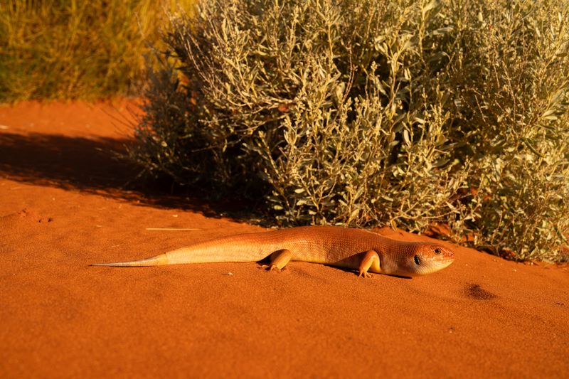 The Tjakuṟa, or Great Desert Skink (Liopholis kintorei).