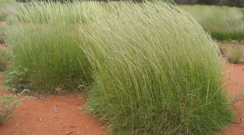 Spinifex grass on the plain.