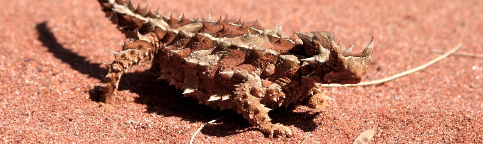 Thorny devil