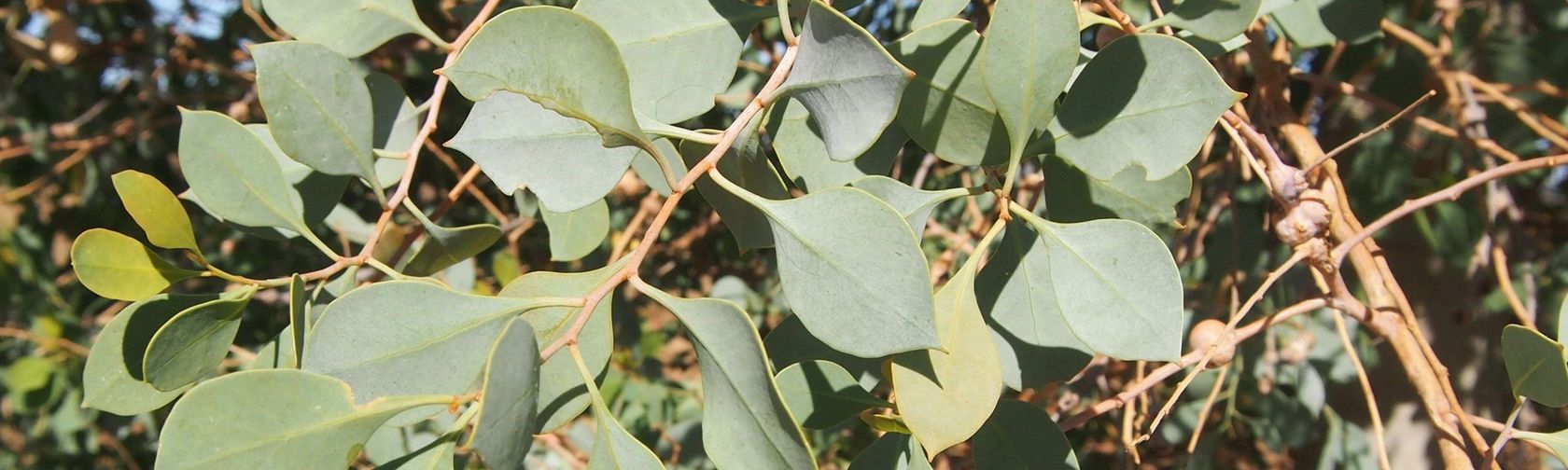 Desert poplar foliage. Photo: Mark Marathon / CC BY-SA 3.0