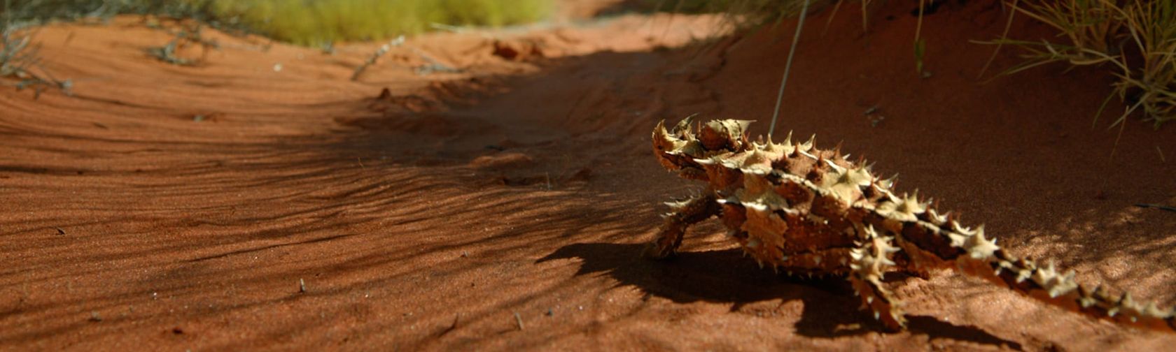 Share a workplace with some interesting characters. Photo: Tourism Australia