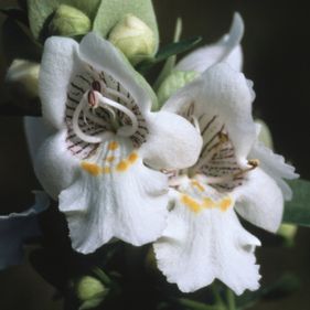 Striped mintbush flowers. Photo: Stanley Breeden